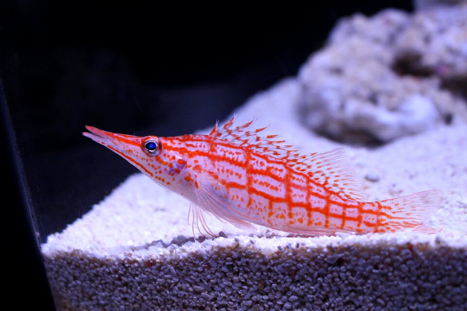 Aquarium fish underwater