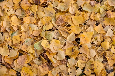 Nature template golden