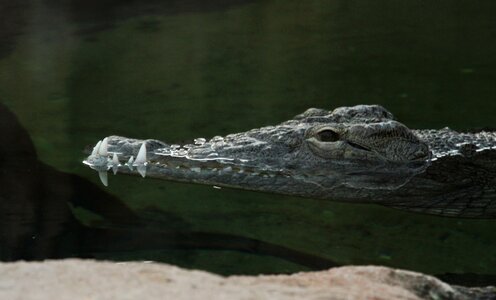 Reptiles blijdorp zoo