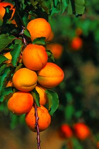Nature agriculture