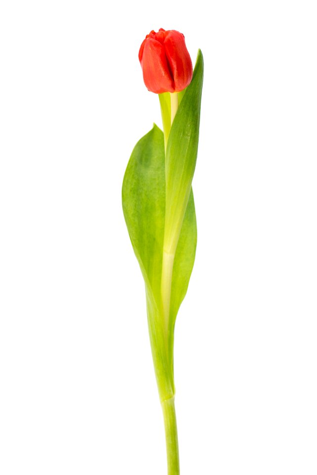 Flower nature leaf plants