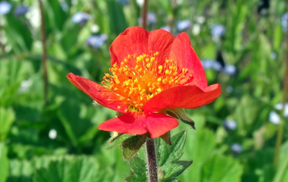 Plant summer garden