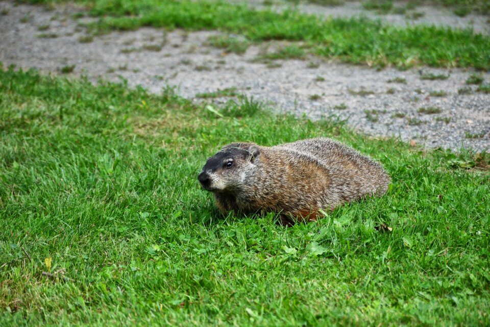 Outdoors groundhog