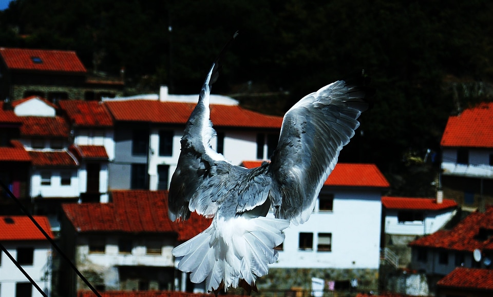 Birds landscape fly