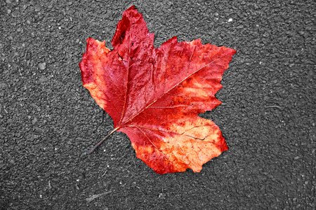 Autumn colour red leaf tarmac photo