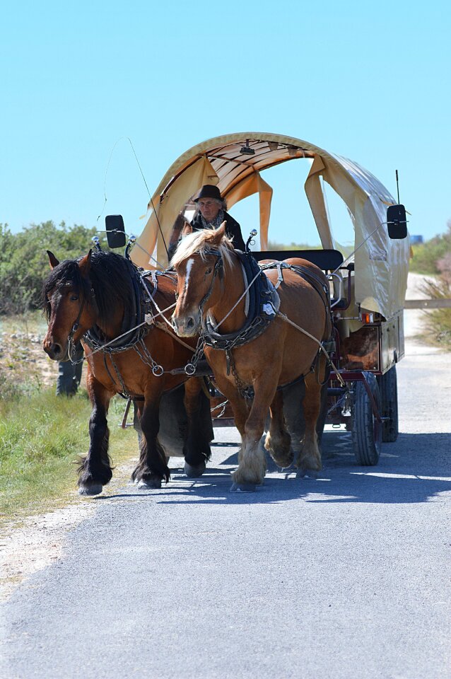 Horses sleigh horse ride