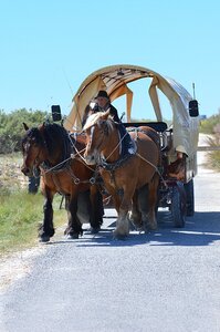 Horses sleigh horse ride photo