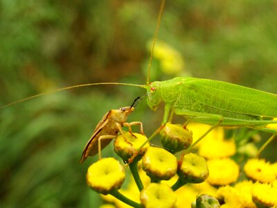 At the court of insect animals photo