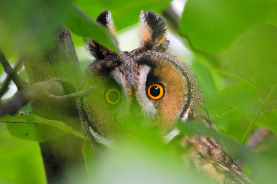 Animal wild owl