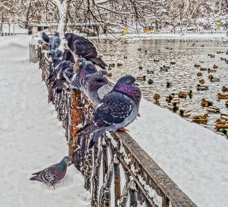 Snow nature coldly
