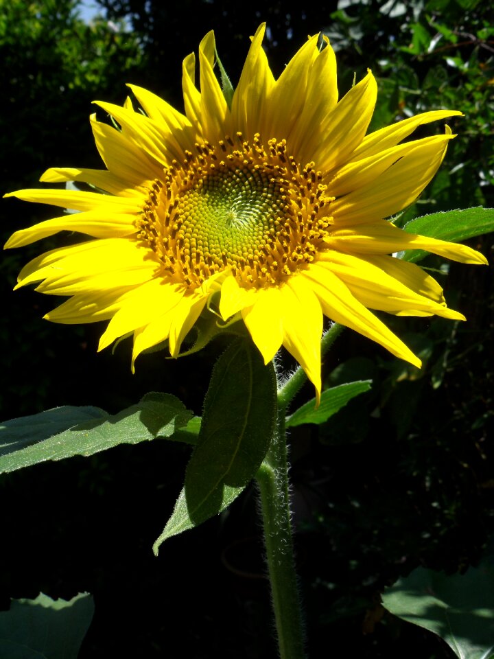 Garden sunflower closeup