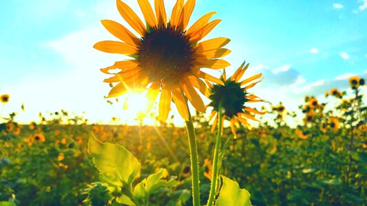 Flower field