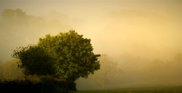 Tree sunset photo