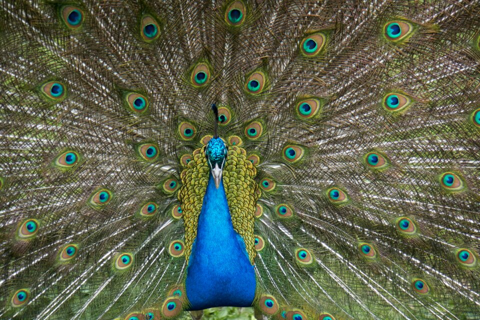 Feather tail ritual