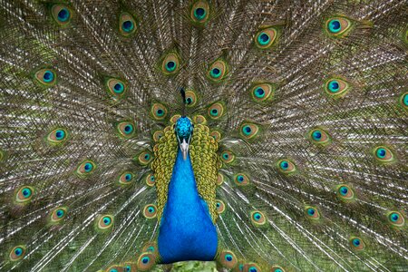 Feather tail ritual