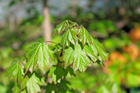 Shoots foliage leaves