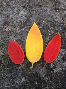 Autumn color red