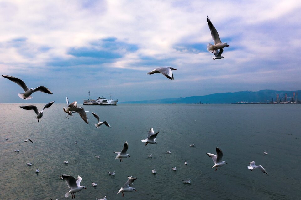 Body of water wildlife sky
