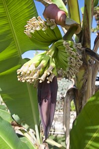 Tropical food fruit