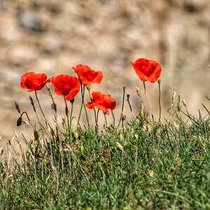 Flower plant field