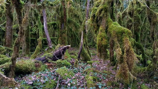 Moss leaf beautiful