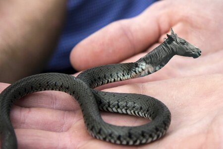 Animal reptile image overlay