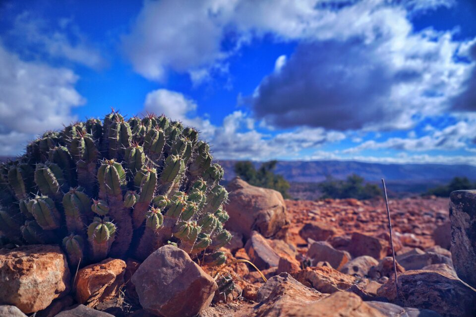 Landscape cactus mountain