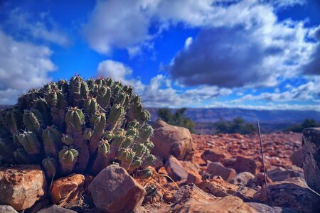 Landscape cactus mountain photo