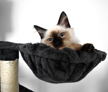 Pets kitten den