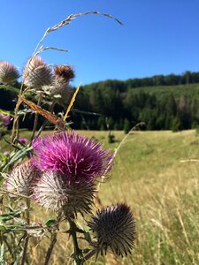 Nature thistle carduus acanthoides