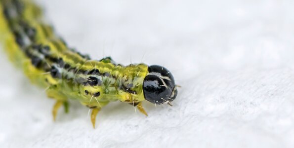 Small animal world caterpillar