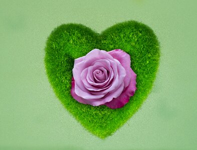 Flower grass green heart