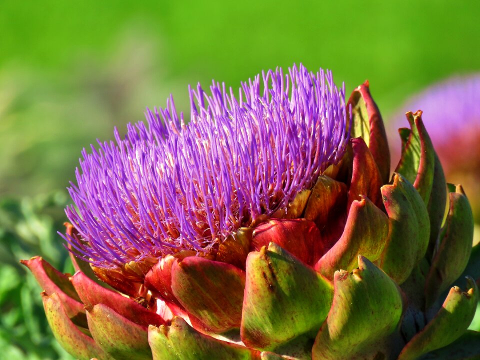 Nature plant flower