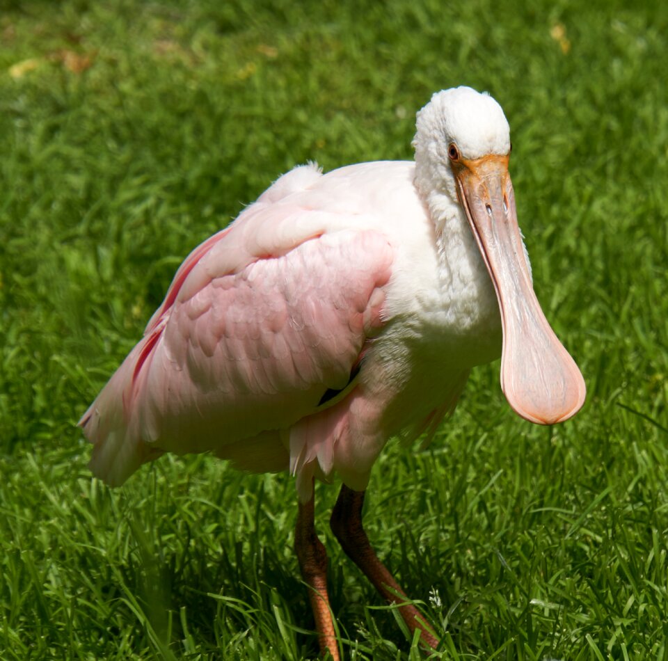 Animal world bill pink