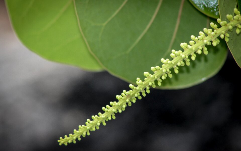 Growth outdoors closeup