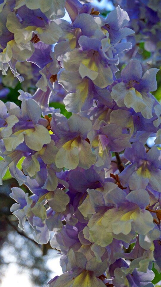 Tree spring flower