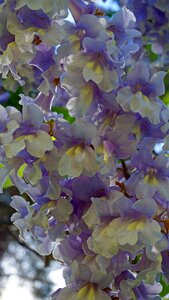 Tree spring flower