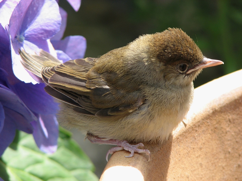 Young bird bill cute