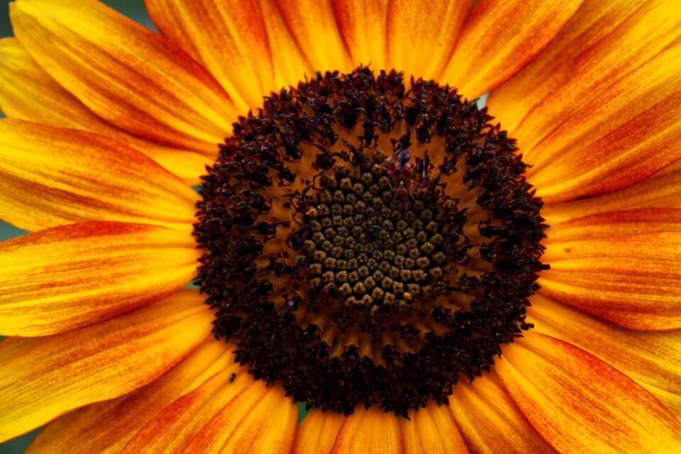 Flora sunflower brown sunflower