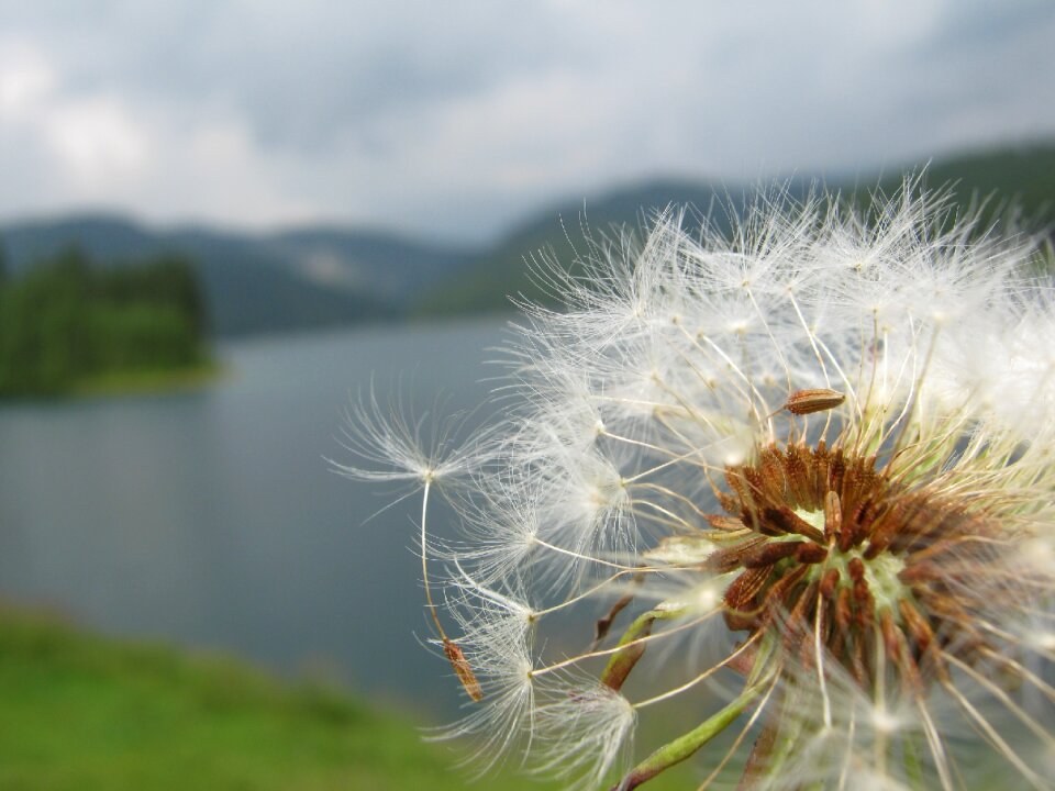 Summer flower