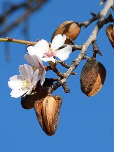 Almond nature tree