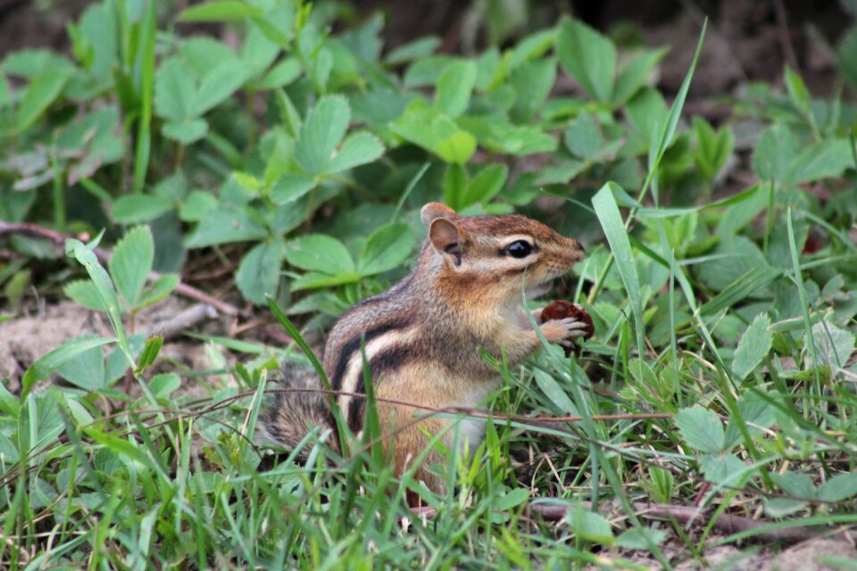 Small lawn animalia