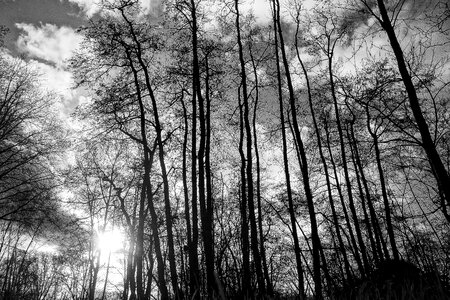 Tree silhouettes bare tree winter trees photo