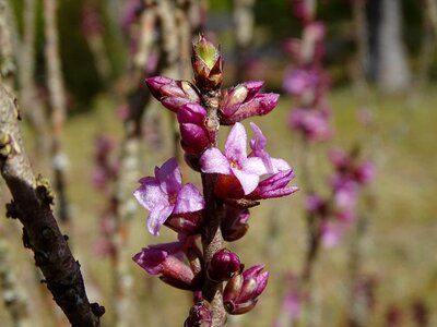 Season tree daphne