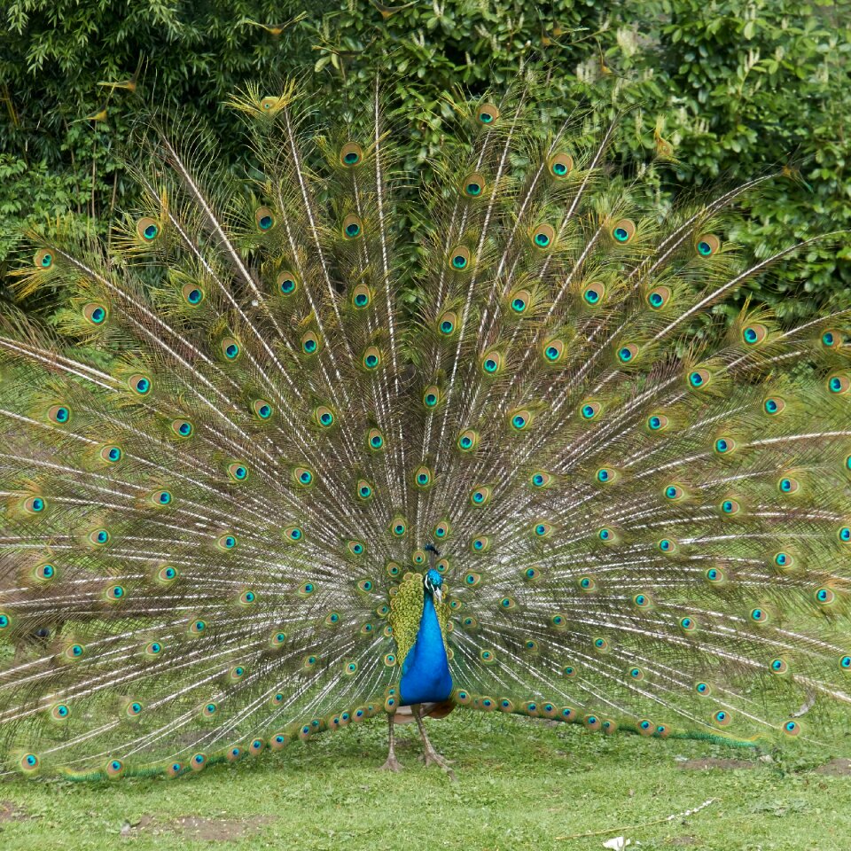 Bird feather nature