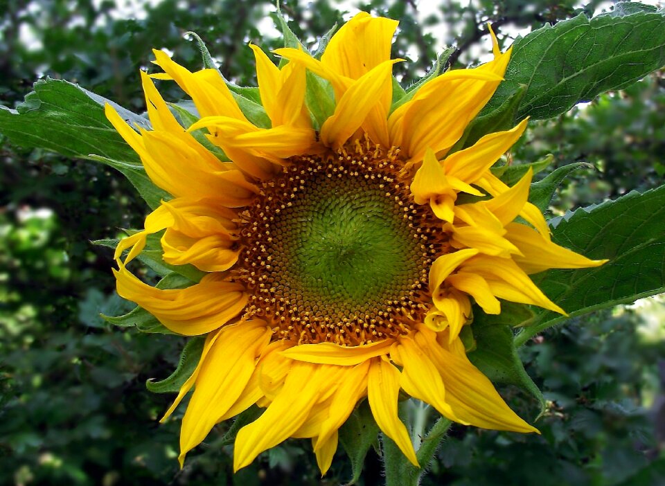 Flower sunflower summer