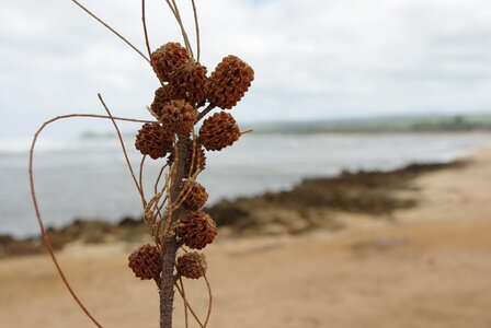 Plant scenery island