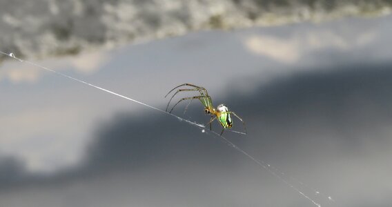 Spider outdoors colombia
