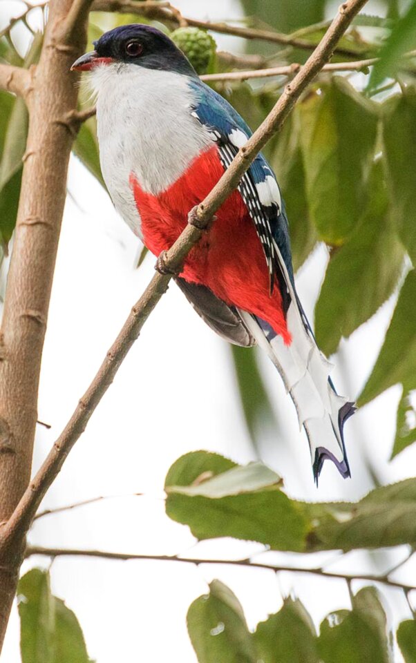 Tocororo endemic bird