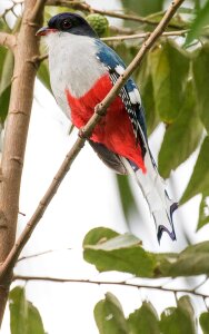 Tocororo endemic bird photo